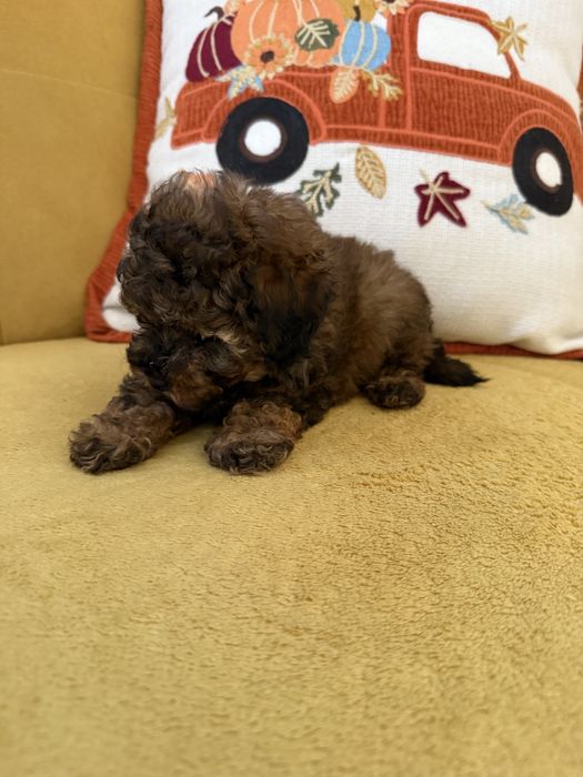 Pudel Toy - czarny-merlle- laleczki