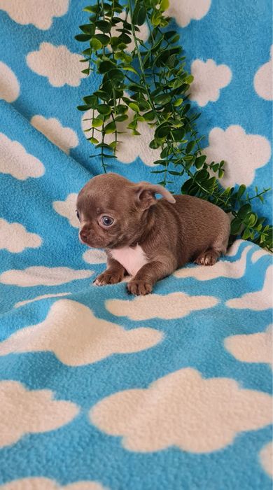 Excelente menina mini mini Chihuahua / Chiuaua de Qualidade