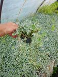 Dichondra srebrzysta silver wisząca dichondria ucho Shreka uzupełniacz