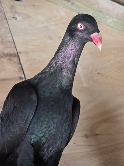 Czarne duńskie lotne