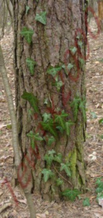 BLUSZCZ ZIMOZIELONY - sadzonki 50cm w doniczkach !!!