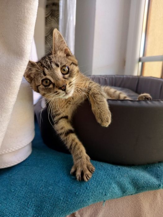 4 mìesieczna kotka szuka domu niewychodzącego