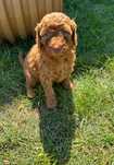 Suczka mini labradoodle f2