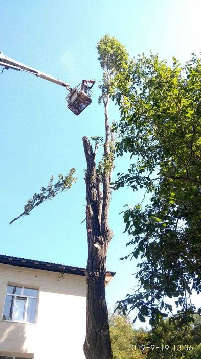 Обрезка деревьев любой сложности,автовышка,альпинисты,все аккуратно.