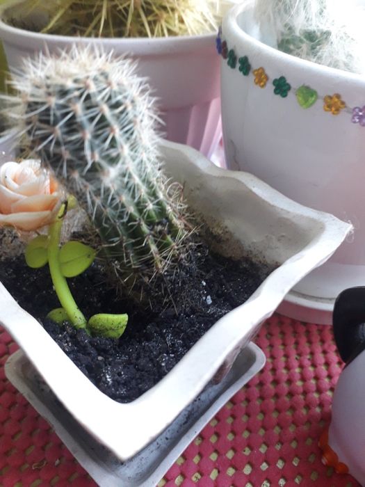 Віддам всі квіти на фото