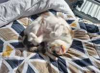 Pet-sitter de gatos e cães