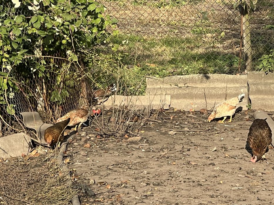 Кури та півні породи Амереканки