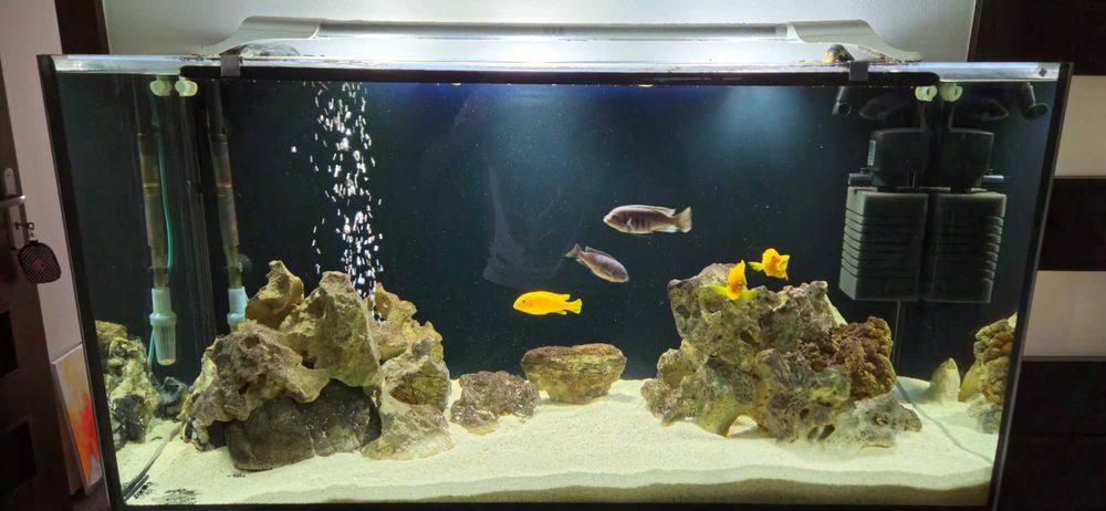 Akwarium 200 litrów  saulosi cynotilapia afra pyszaczak malawi