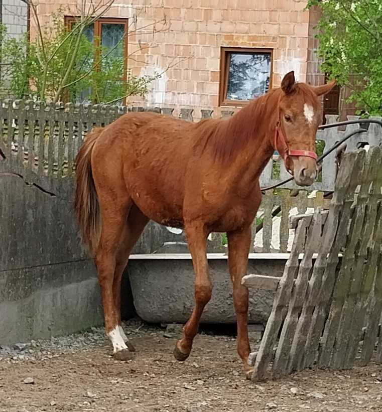 Piękna i spokojna Panna - Kobyłka małopolska