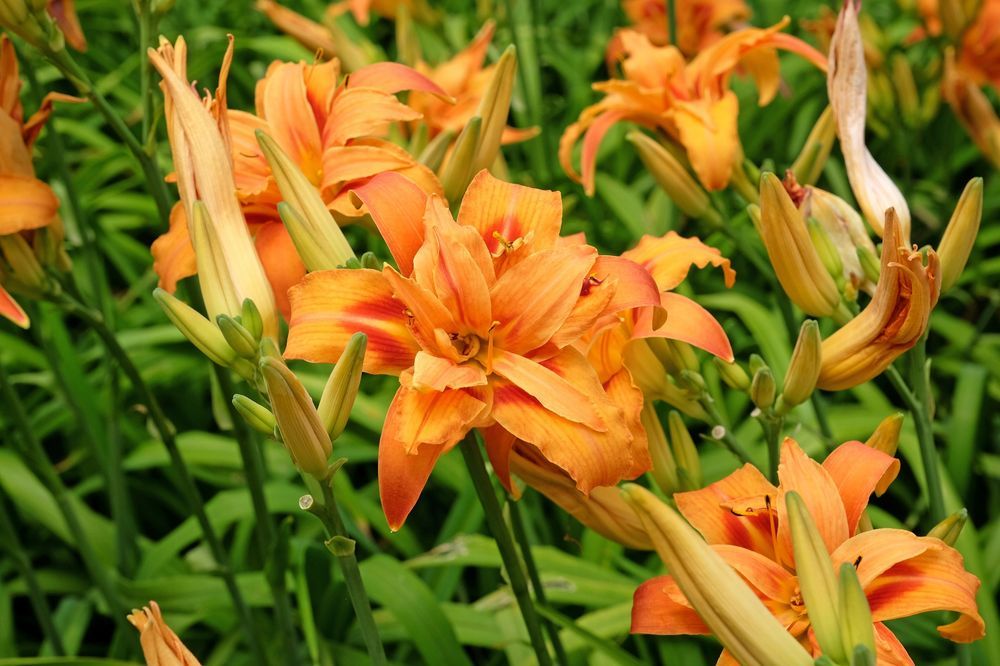 Liliowiec rdzawy 'Kwanso' Pomarańczowy 2.5L (Hemerocallis fulva)
