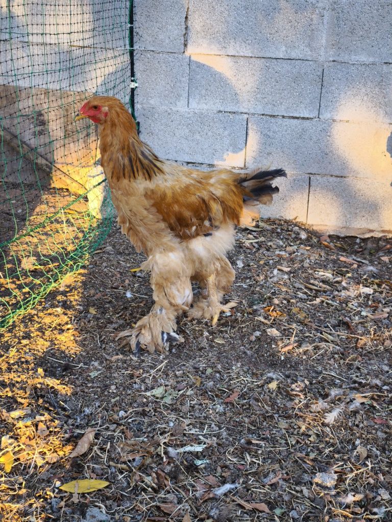 Brahma dark, Isabella, buff e perdiz