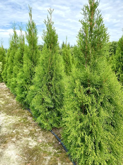 Tuja Szmaragd – gęsty, zielony żywopłot prosto od producenta!