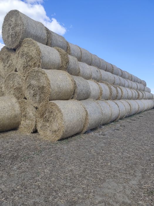 Słoma jęczmienną tegoroczna nie pryskana