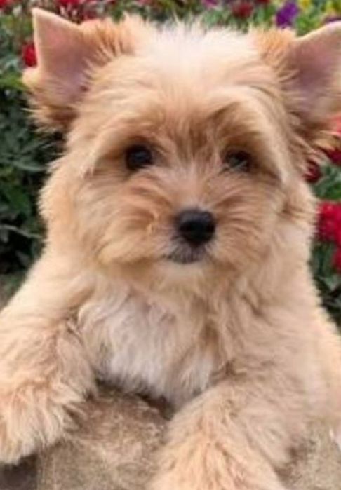 Мини Йорк, голд ,золотая Девочка