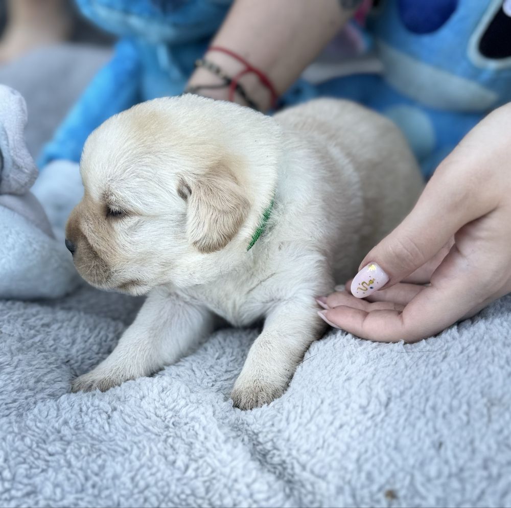 Labrador Retriver miot A -Amor
