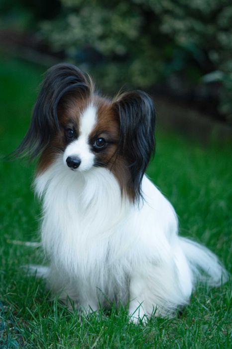 Spaniel kontynentalny miniaturowy papillon ZKwP/FCI