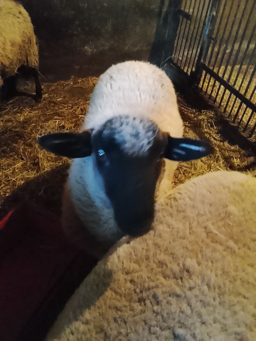 Sprzedam barana czarnogłówke oraz owce