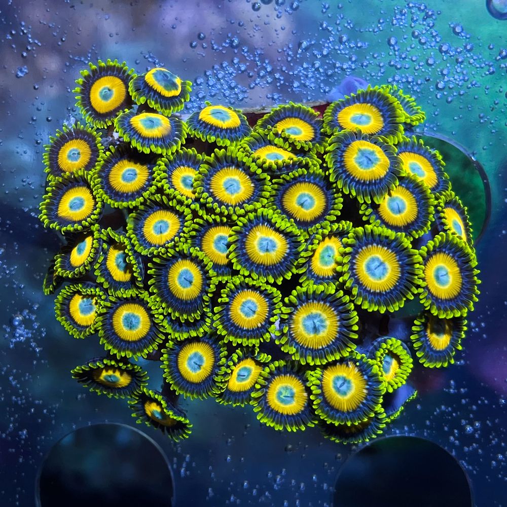 Zoanthus Scrambled Eggs premium morskie fluo koralowce miękkie zoa