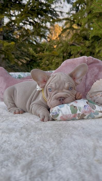 Buldog Francuski dziewczynka New shade Isabella