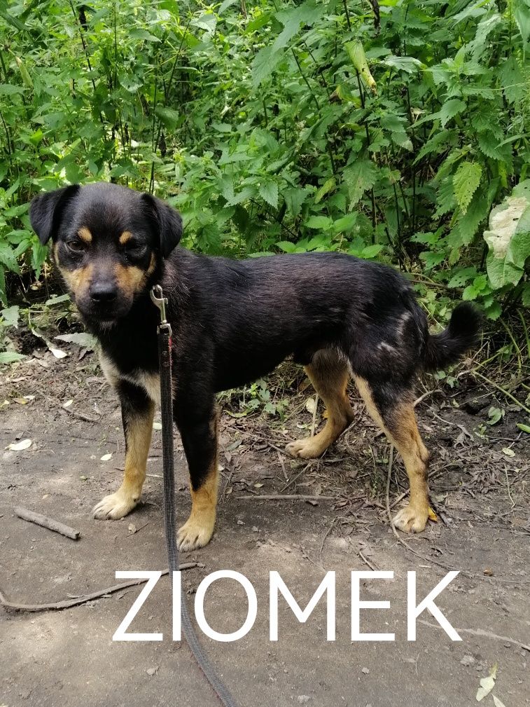 ZIOMEK młody spokojny piesek poleca się do adopcji
