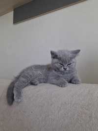 Koteczka brytyjska niebieska krótkowłosa na sprzedaż