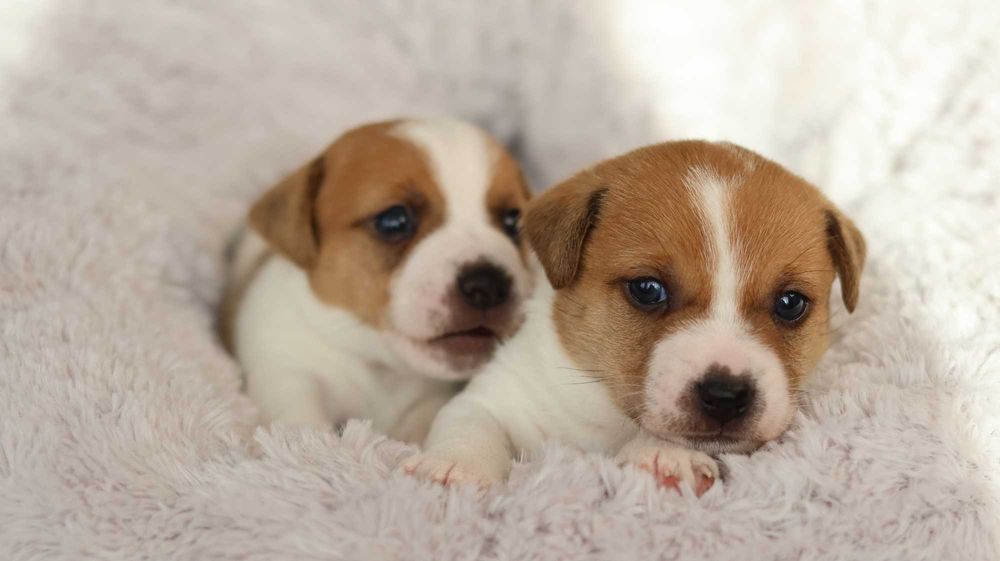 Piesek Jack Russell Terrier/BREFIO-/badania genet.