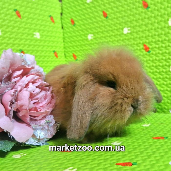Мини mini lop кролик вислоухий баранчик руденький