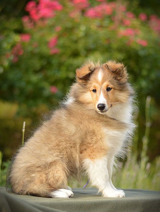 Owczarek szetlandzki, Sheltie, szczeniak, SUCZKA śniada FCI