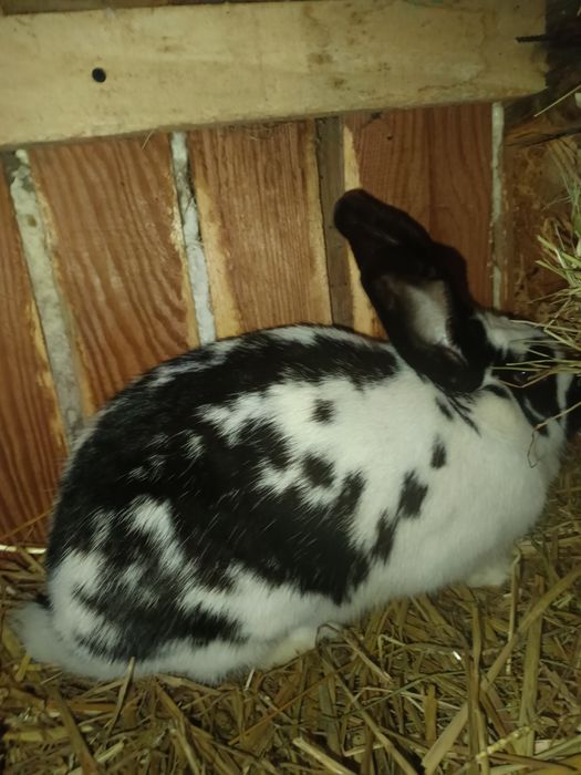 Królik na sprzedaż-Srokacz niemiecki