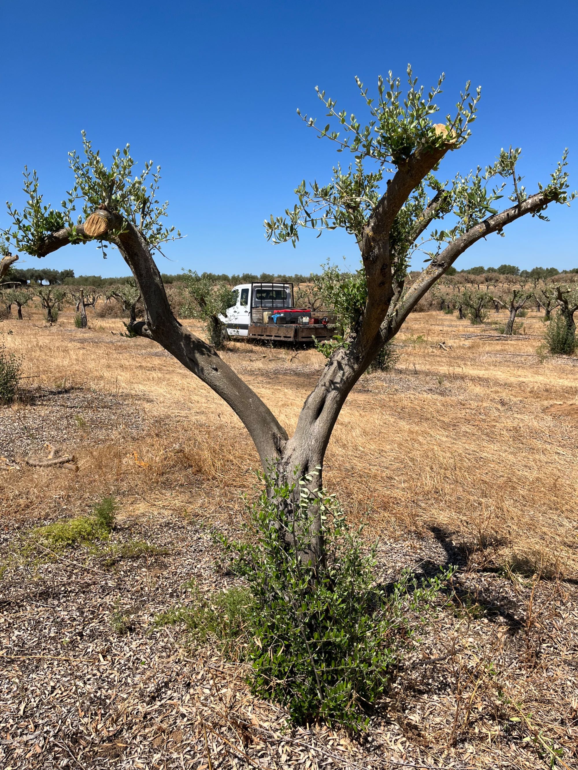 Oliveiras para jardim