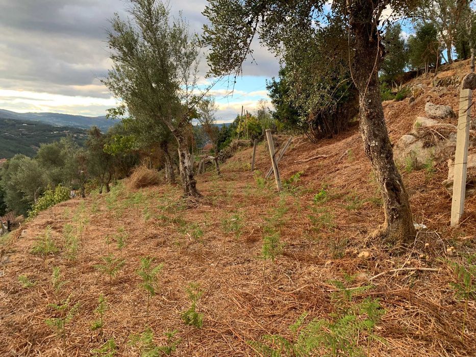 Ruína com terreno + terrenos agrícolas