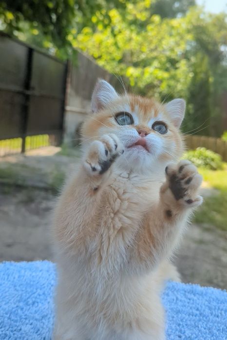 Яркая золотая шиншила