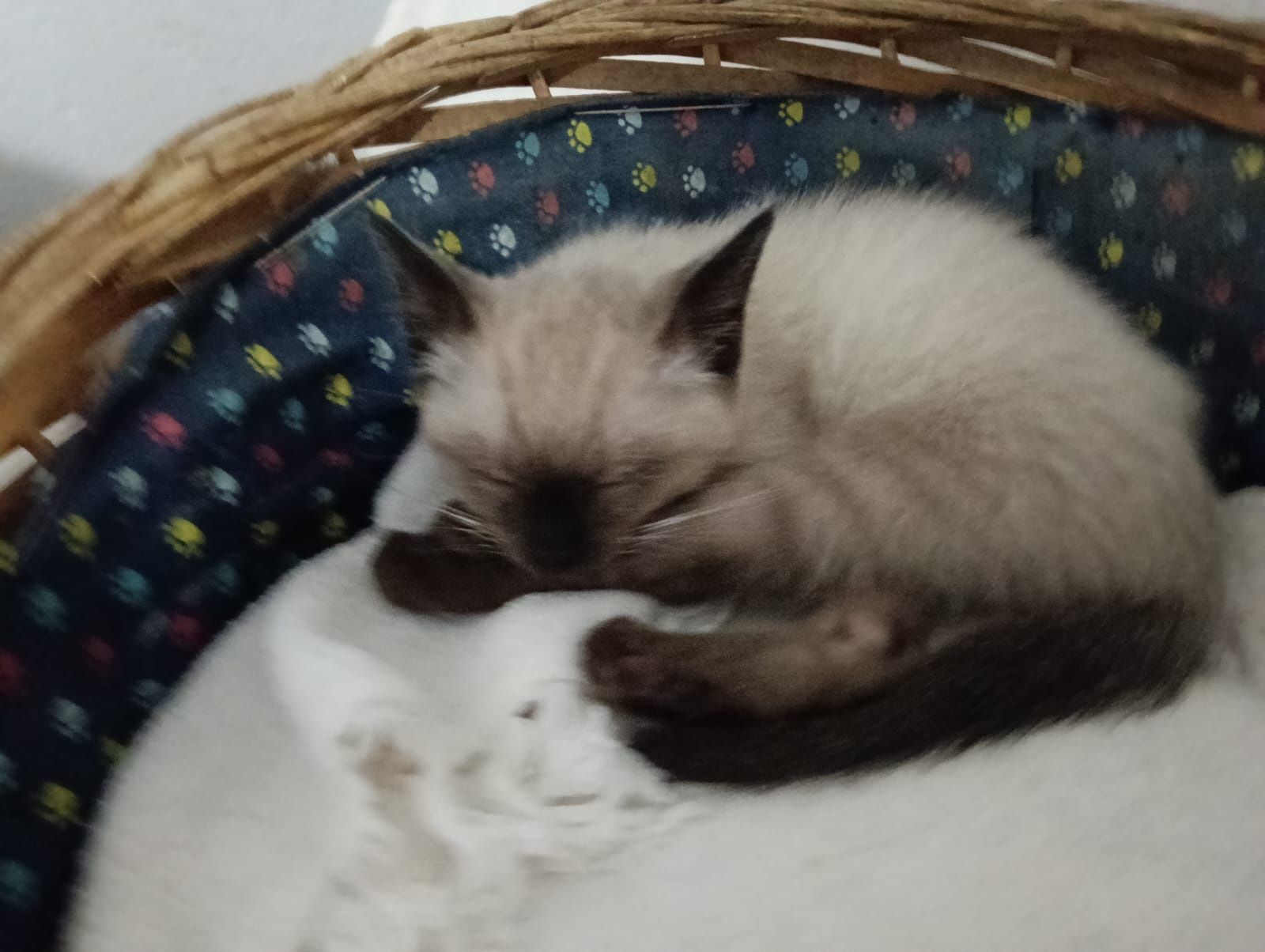 Gatinhos bebe para adoção responsável