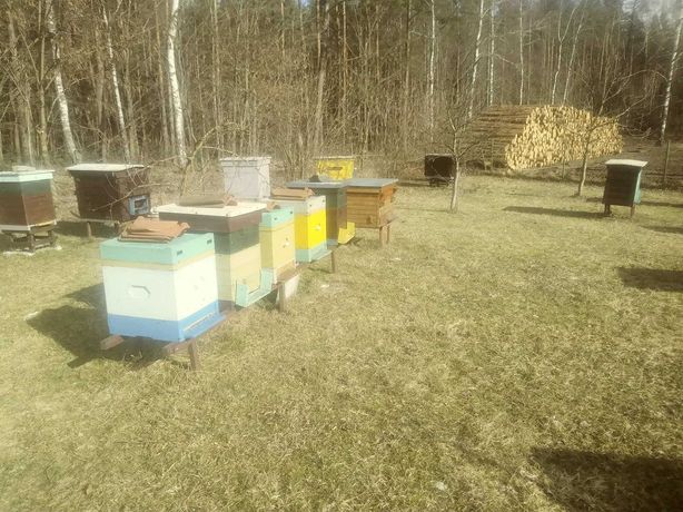 Sprzedam odkłady pszczele