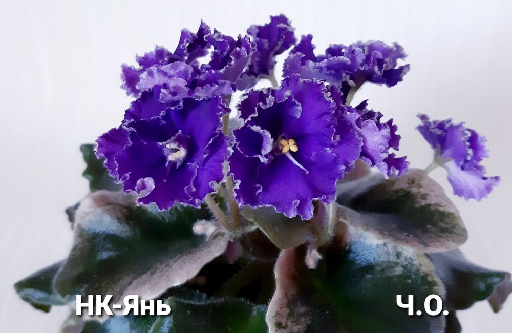 Вкорінені листочки фіалок напівміні/міні + с/з листи в подарунок