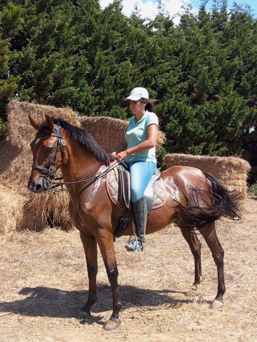 Cavalo manso montado