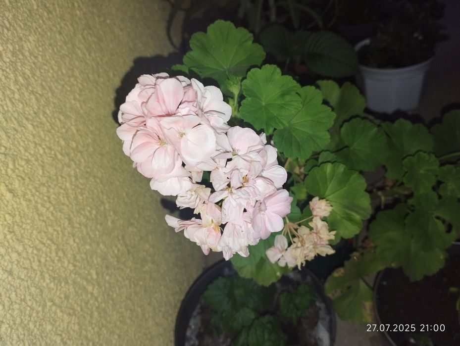 Черенки пеларгоній 12 кольорів