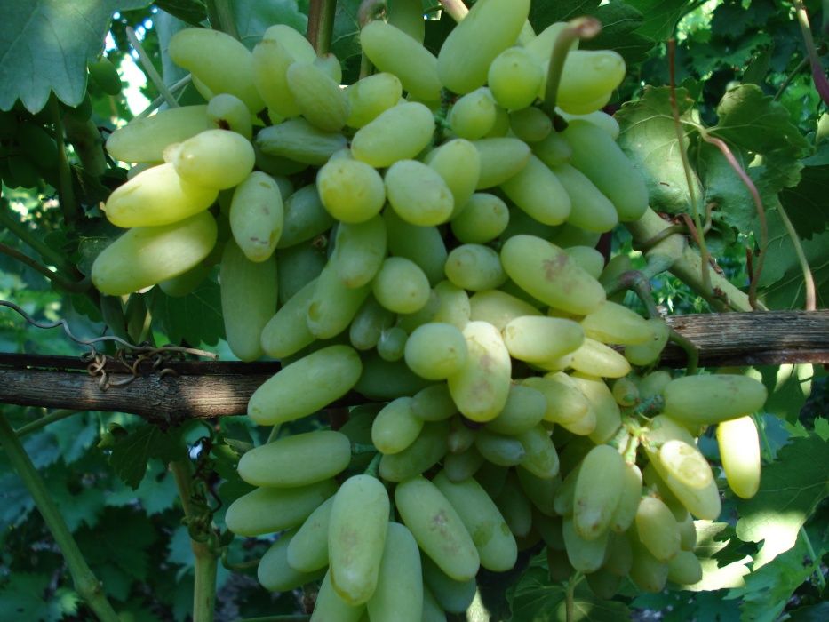 Вегетативные саженцы винограда