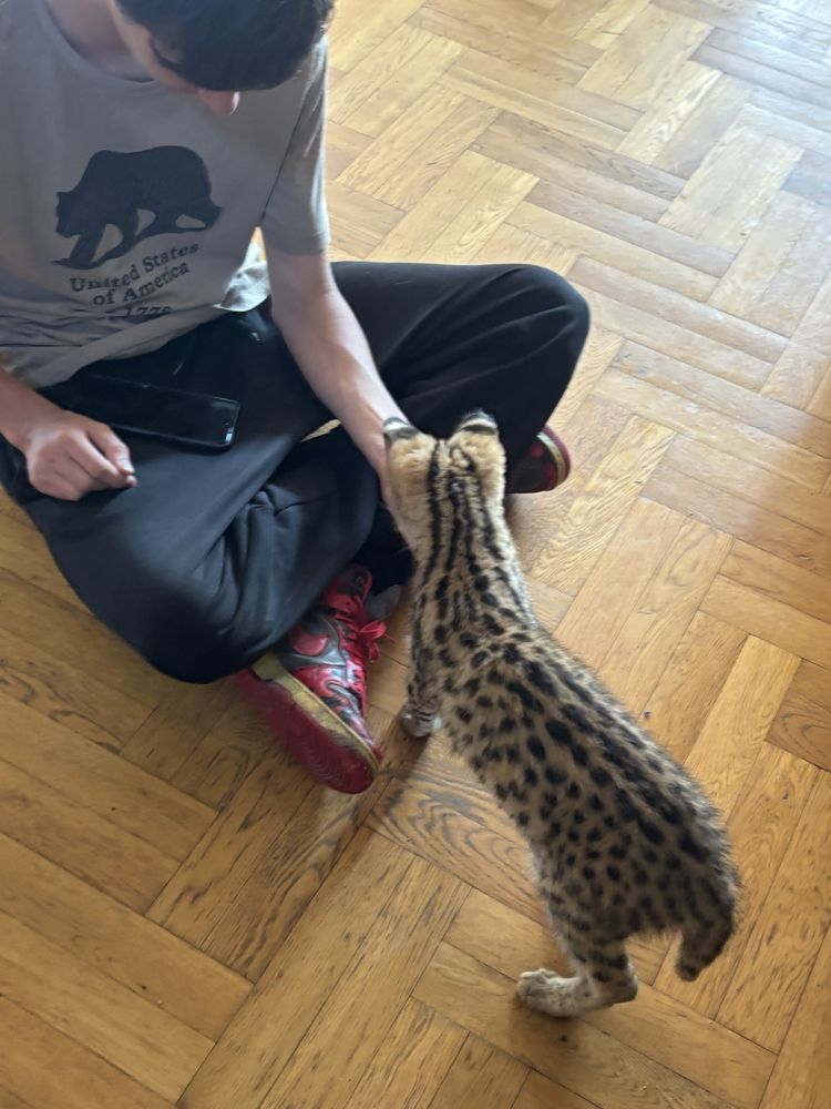 Kocurek Savannah F 1