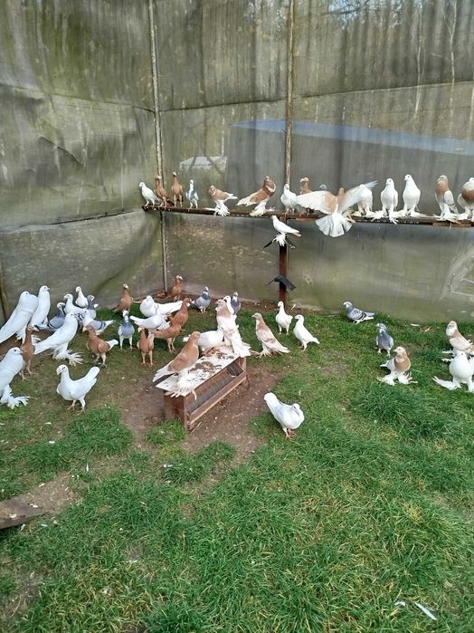 Gołębie Garłacze Pomorskie Kariery Rzeszowskie Niemiecki Wystawowy