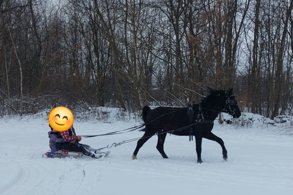 Sprzedam wałacha PKS