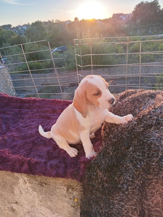 Fantástico macho  Beagle