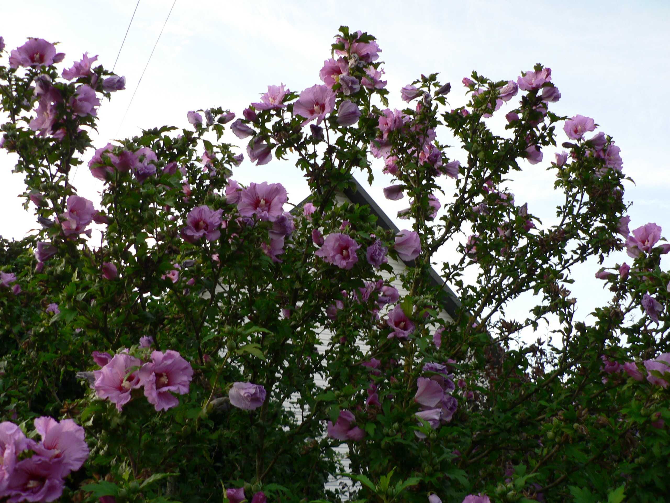 Hibiskus różowy i biały