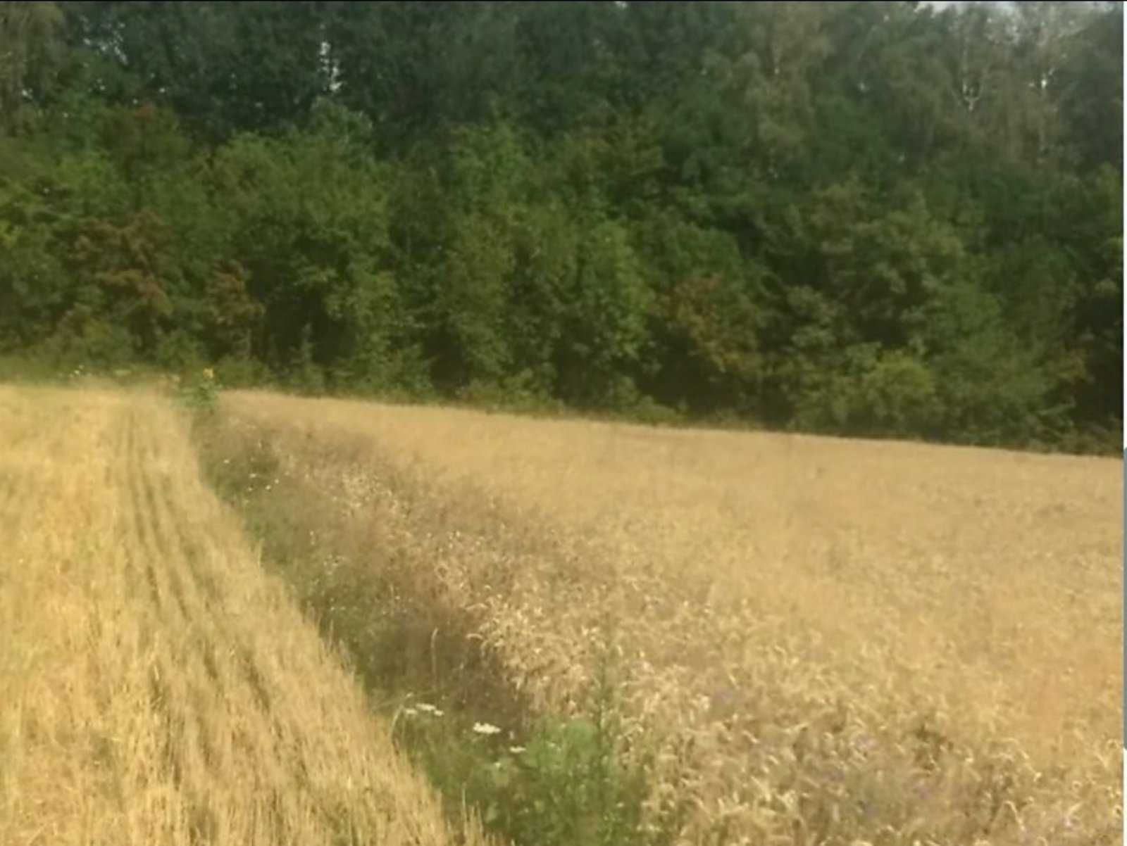 (7) Продам земельну ділянку в Луці-Мелешківській 2590