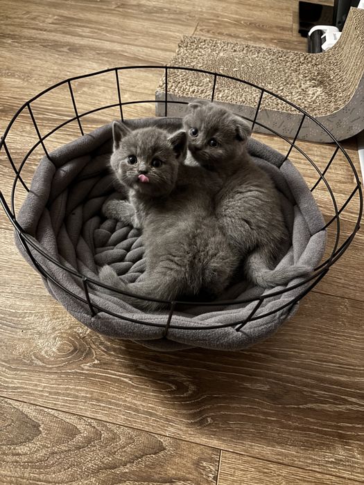 Śliczny kotek Bruno