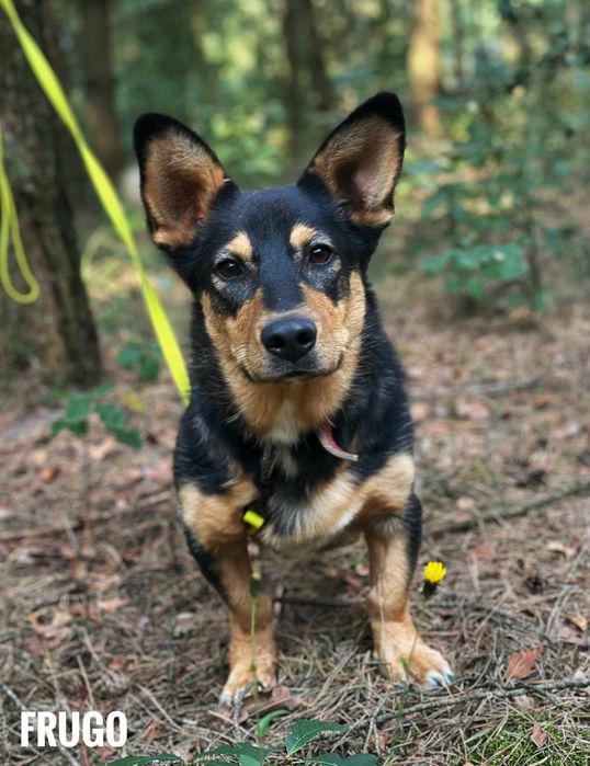 2 lata, 12 kg, przyjazny, w typie korgi adopcja za darmo oddam