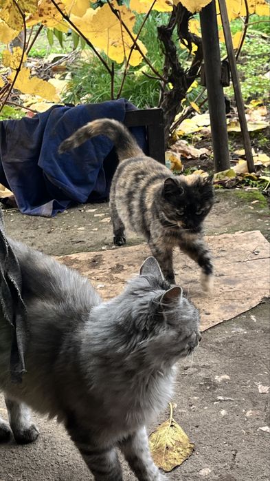 Кошеня дівчинка заберіть будь ласка