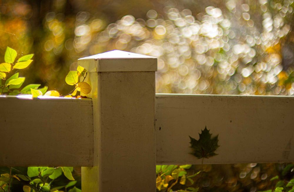 KULTOWA TOMIOKA! Auto Revuenon 55mm f/1.4 M42 - Kremowe Bokeh!