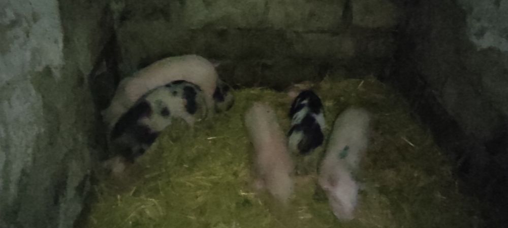 Продаю поросят, есть доставка