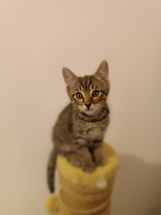 Котохлопчик чекає на свою родину